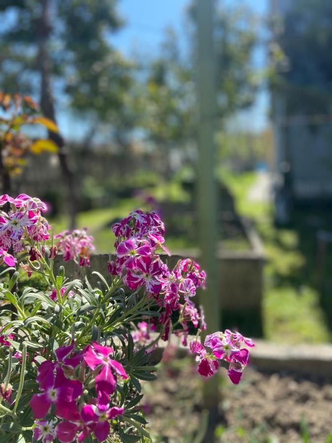 דורס Villa Osmani מראה חיצוני תמונה